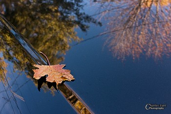 Fallen Leaf