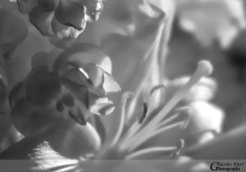 Garden Fantasy