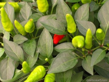 Red Pepper