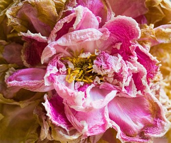 Peony