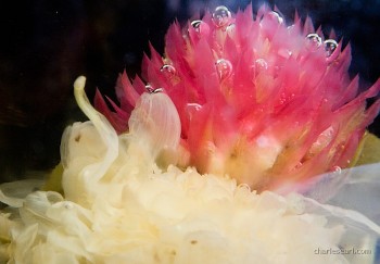 Flowering Tea