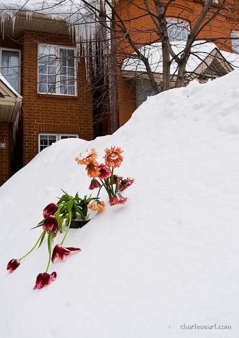 Spring 2008