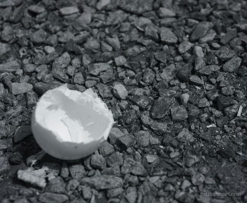 Eggshell