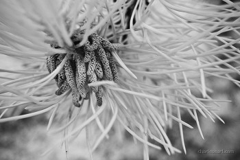 Pine Needles